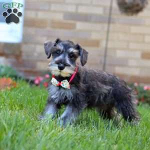 Violet, Miniature Schnauzer Puppy